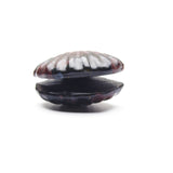 Various Shell carvings