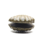 Various Shell carvings