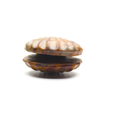 Various Shell carvings