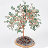 【money tree big size】heart shape & Weeping willow