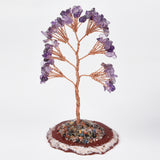 【money tree big size】heart shape & Weeping willow