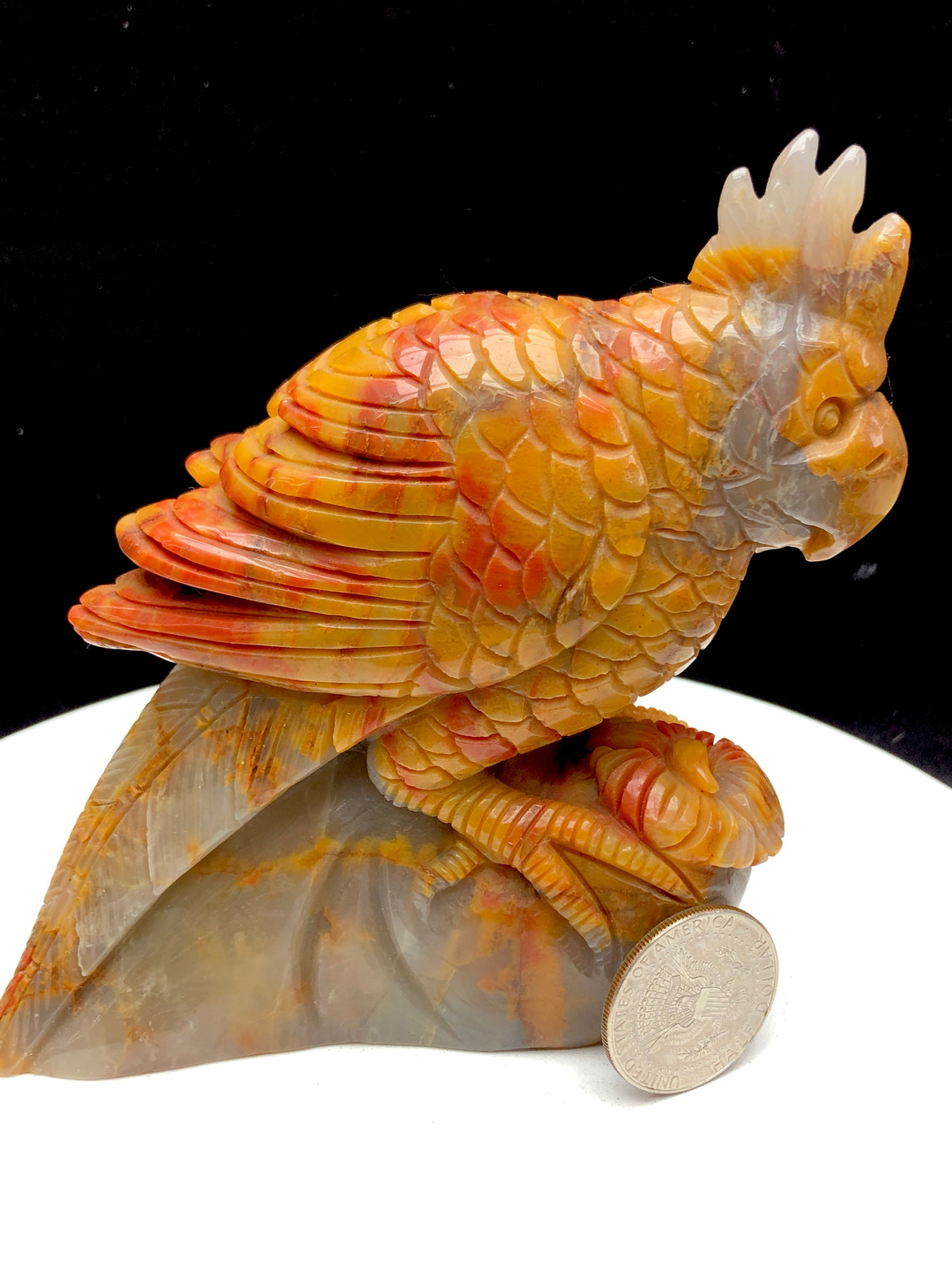 ocean jasper parrot