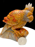 ocean jasper parrot