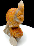 ocean jasper parrot