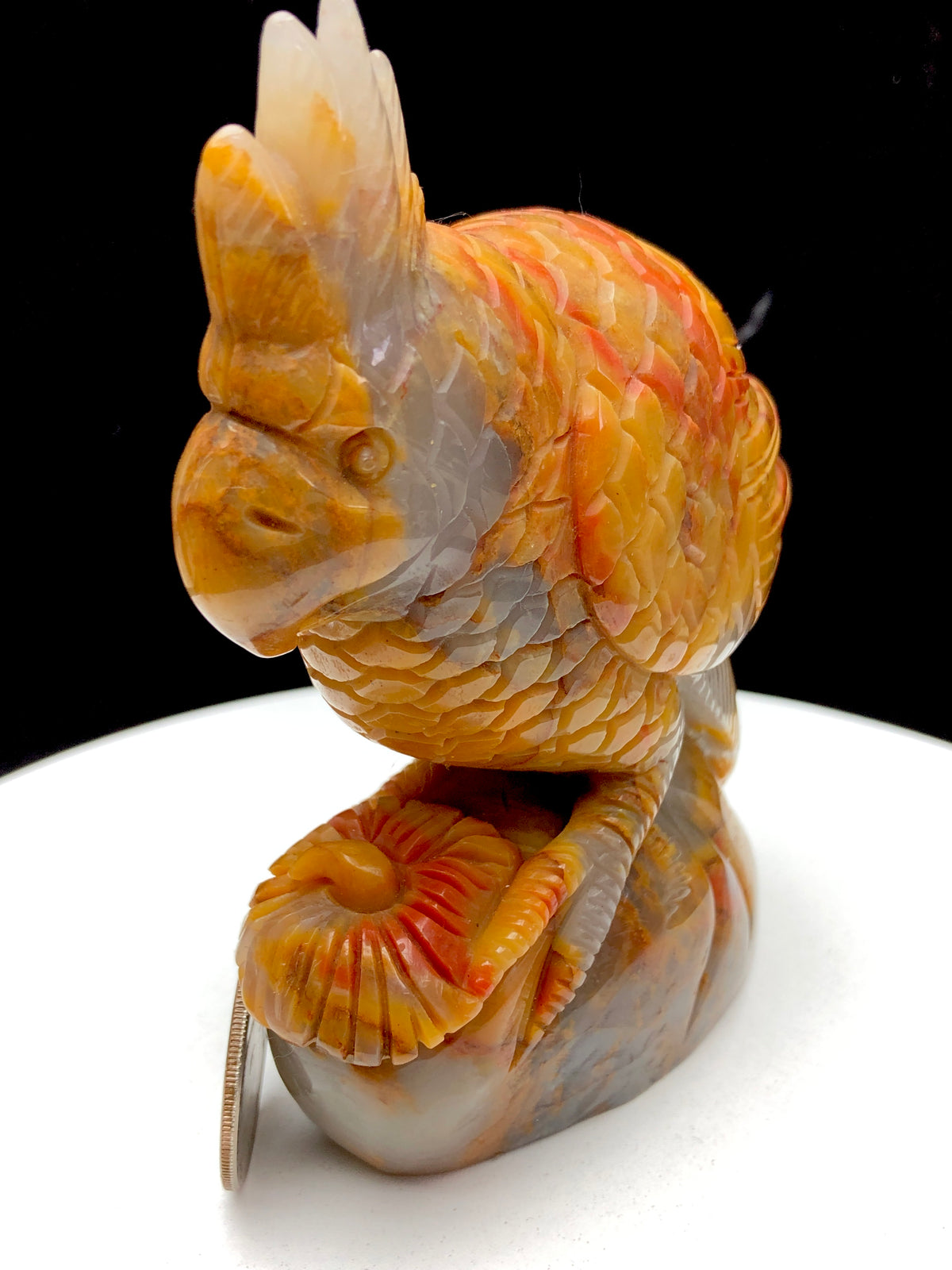 ocean jasper parrot