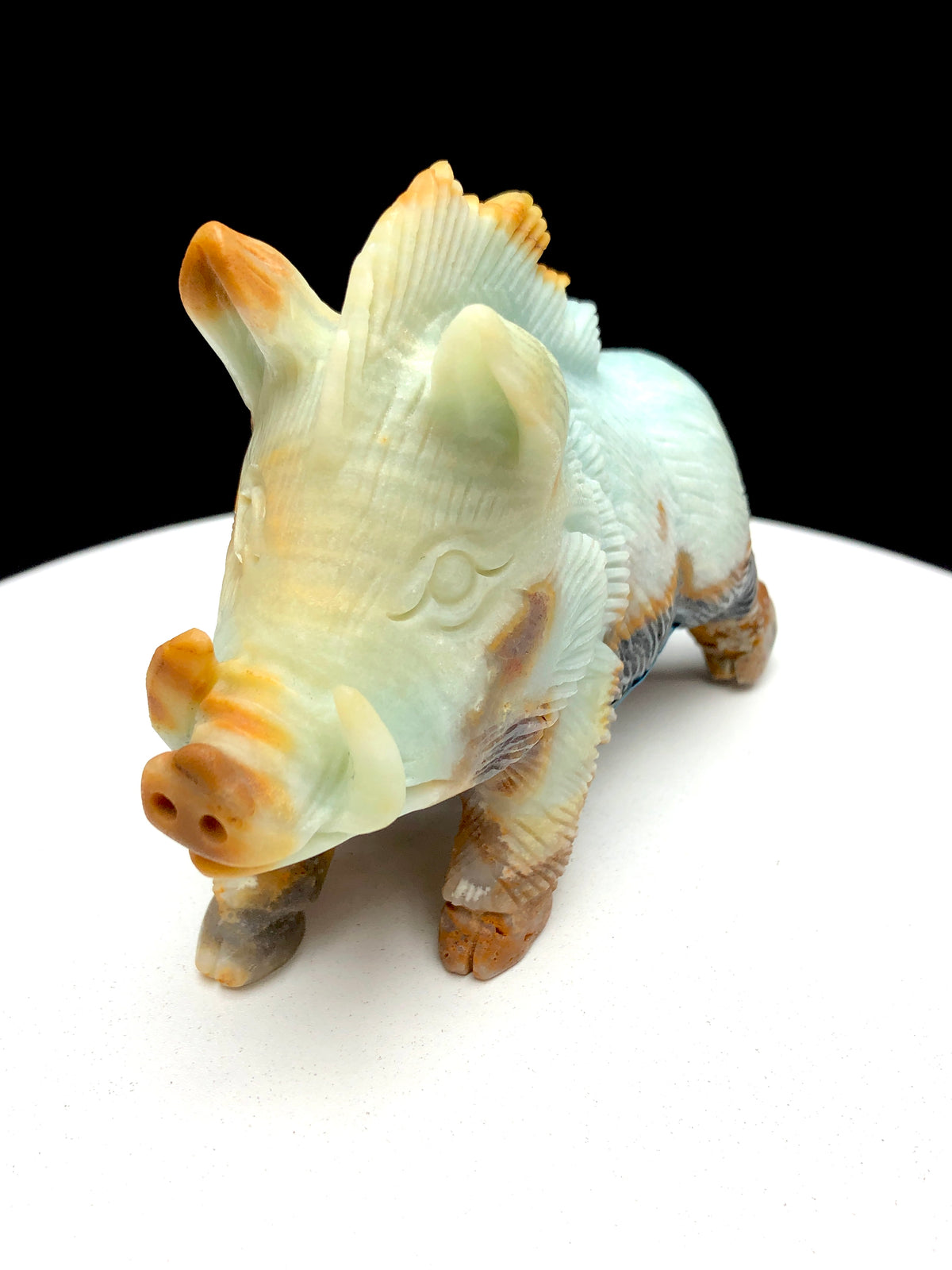 Caribbean calcite wild boar