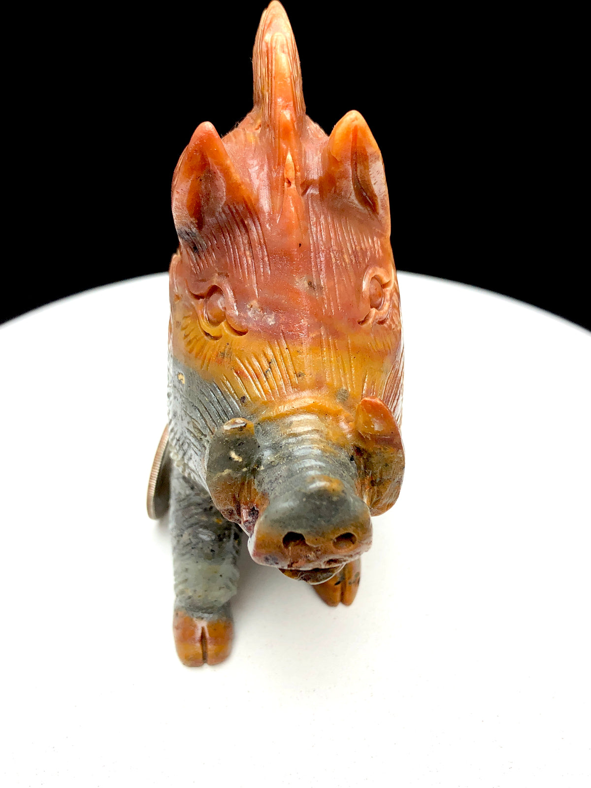 Caribbean calcite wild boar