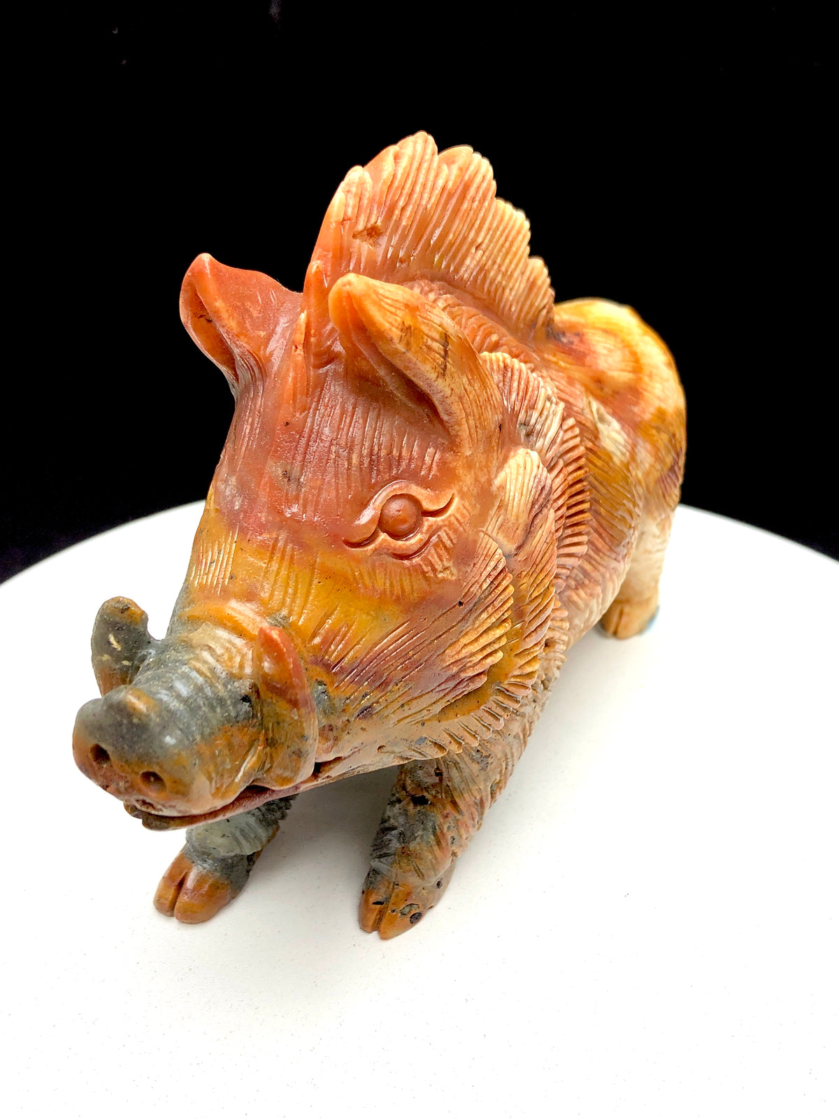 Caribbean calcite wild boar