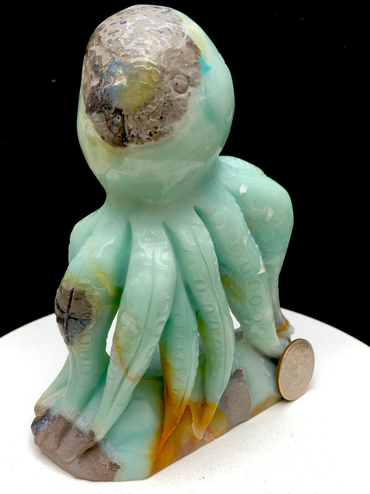 Caribbean Calcite Octopu